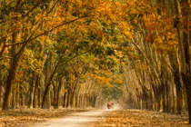 Mê mẩn rừng cao su Bình Phước mùa đổ lá vàng