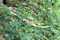 Loại rau xưa mọc dại đầy ruộng, nay "lên đời" thành đặc sản đắt khách