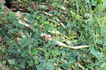 Loại rau xưa mọc dại đầy ruộng, nay "lên đời" thành đặc sản đắt khách