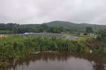 Vi phạm môi trường, một trang trại lợn ở Hà Tĩnh bị xử phạt