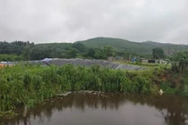 Vi phạm môi trường, một trang trại lợn ở Hà Tĩnh bị xử phạt