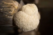 Loại nấm xù xì giống bờm sư tử, ẩn chứa vô vàn lợi ích sức khỏe