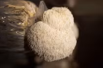 Loại nấm xù xì giống bờm sư tử, ẩn chứa vô vàn lợi ích sức khỏe