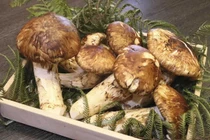 Loại nấm được ví "thuốc chống ung thư tự nhiên" có giá vài chục triệu đồng/kg