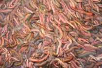  Lợi ích sức khỏe đáng ngạc nhiên của rươi