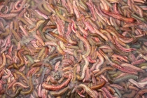  Lợi ích sức khỏe đáng ngạc nhiên của rươi