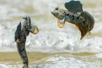 Loài cá kỳ lạ "ghét nước" thích bay, nhảy và trèo cây