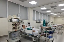 Suy đa tạng vì bị ong vò vẽ đốt 40 vết