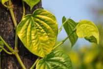 Loại lá được ví như "thuốc giảm đau" giúp lưu thông khí huyết