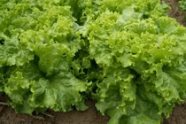 5 loại rau giàu chất xơ giúp giảm cân, dọn dẹp mỡ thừa sau Tết