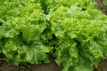 5 loại rau giàu chất xơ giúp giảm cân, dọn dẹp mỡ thừa sau Tết