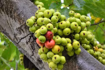 Loại quả giàu dinh dưỡng, ít calo giúp hạ cholesterol, tốt cho hệ tiêu hóa