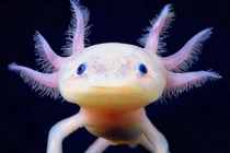 Kỳ lạ loài động vật có khả năng tự tái sinh bộ phận cơ thể 