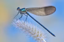 Sự thật thú vị về "sát thủ trên không" chuồn chuồn