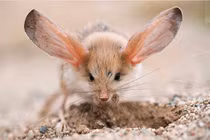 Loài chuột có đôi tai to bằng nửa cơ thể, không bao giờ đi tiểu