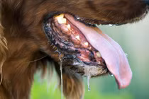 Chó bị bệnh dại có biểu hiện như thế nào?