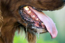 Chó bị bệnh dại có biểu hiện như thế nào?