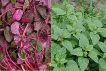 Rau dền đỏ hay xanh: loại nào ngon và tốt cho sức khỏe hơn?