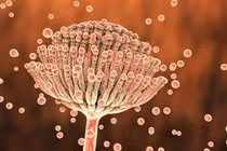 Những thứ trong nhà bếp "ẩn nấp" độc tố aflatoxin