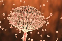 Những thứ trong nhà bếp "ẩn nấp" độc tố aflatoxin