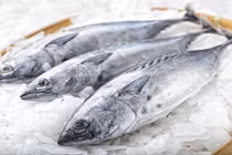 Loại cá cực giàu DHA tốt cho tim mạch, kích thích phát triển não bộ