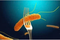 80 sinh viên ở Lào Cai ngộ độc, vi khuẩn Salmonella là "thủ phạm"