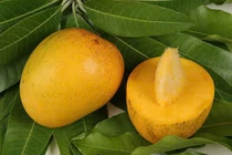 Tưởng chừng thứ bỏ đi nhưng hạt xoài lại mang nhiều công dụng bất ngờ