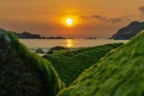 Mùa rêu xanh đẹp như tranh vẽ ở làng chài Nhơn Hải