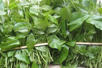 Loại rau dại cực tốt cho đường ruột, được giới sành ăn ráo riết săn lùng