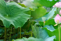 Tưởng chừng thứ bỏ đi nhưng lá sen lại mang nhiều công dụng bất ngờ