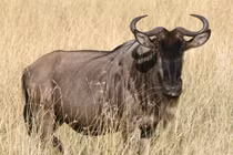 Khám phá loài động vật được ví "kho thịt di động" trên đồng cỏ châu Phi