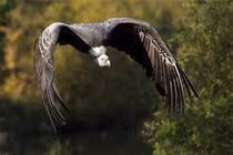 Loài chim bay cao nhất thế giới, "nghiện" ăn xác thối