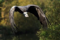 Loài chim bay cao nhất thế giới, "nghiện" ăn xác thối