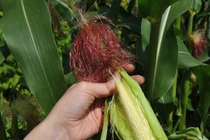 Loại rau được ví "viên ngọc dinh dưỡng" tốt cho tim mạch, hỗ trợ giảm cân