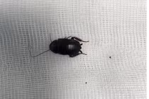 Bị gián chui vào tai do thói quen... nằm dưới sàn 