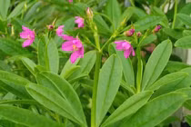 Lợi ích tuyệt vời của rau sâm đất với sức khỏe