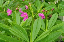 Lợi ích tuyệt vời của rau sâm đất với sức khỏe