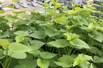 Loại rau được mệnh danh "nữ hoàng" chống ung thư, ngăn ngừa táo bón