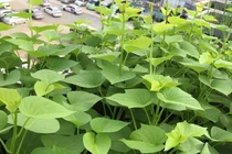 Loại rau được mệnh danh "nữ hoàng" chống ung thư, ngăn ngừa táo bón