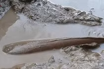 4 loại cá chứa cả "vựa" formaldehyde và kim loại nặng, rẻ mấy cũng chớ mua