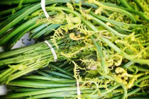 Loại rau dại mọc đầy trong rừng bất ngờ thành đặc sản "đắt như tôm tươi"