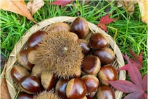 Loại hạt xứng danh "vua của loài quả khô", tốt cho sức khỏe nam giới