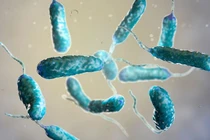 Cảnh báo ca tử vong đầu tiên do vi khuẩn “ăn thịt người” ở Hàn Quốc