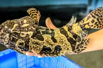 5 loại cá "quen mặt" nhưng có thể chứa hàm lượng thủy ngân cao