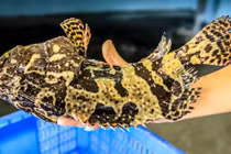 5 loại cá "quen mặt" nhưng có thể chứa hàm lượng thủy ngân cao