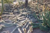 Độc đáo loài xương rồng "biết đi" tự "giết mình" để tiếp tục tồn tại