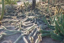 Độc đáo loài xương rồng "biết đi" tự "giết mình" để tiếp tục tồn tại