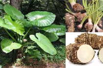 Khó thở, tức ngực... sau khi uống nước củ ráy chữa ung thư