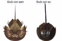 2 người nhập viện nghi ngộ độc khi ăn nhầm so biển