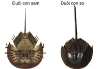 2 người nhập viện nghi ngộ độc khi ăn nhầm so biển